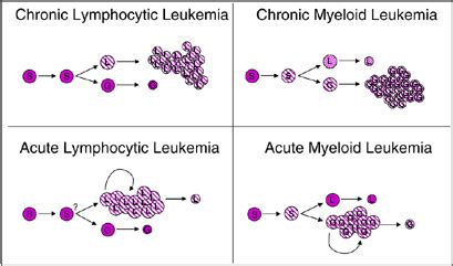 Development Of Myeloid And Lymphoid Leukemias Within The Context Of