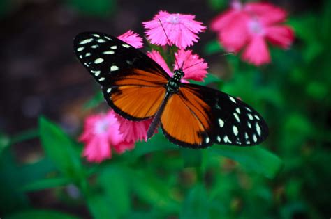 Top 5 Butterfly Gardens To Visit Drive The Nation