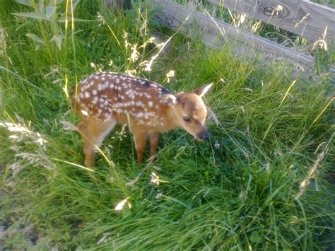 Baby Sika Deer Baby Animals Animals Sika Deer