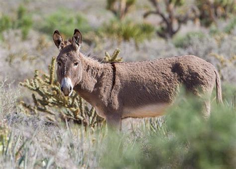 Wild Burro Photos Stock Photos Pictures And Royalty Free Images Istock