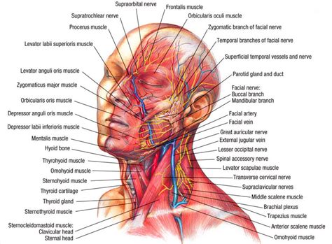 These can be signs of something serious, like a broken or dislocated bone, or a torn (ruptured) ligament or tendon. Muscular anatomy of the head and neck | Muscle anatomy ...