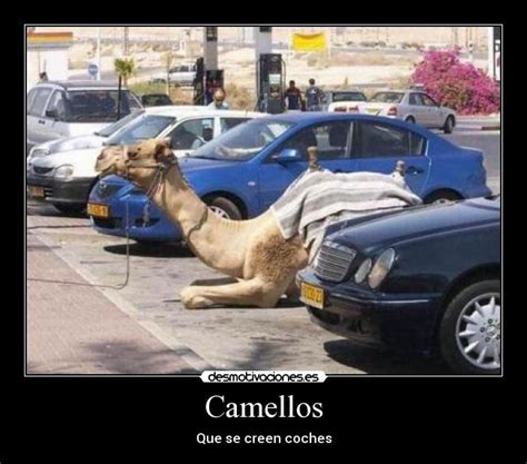 Imágenes Y Carteles De Camellos Pag 10 Desmotivaciones