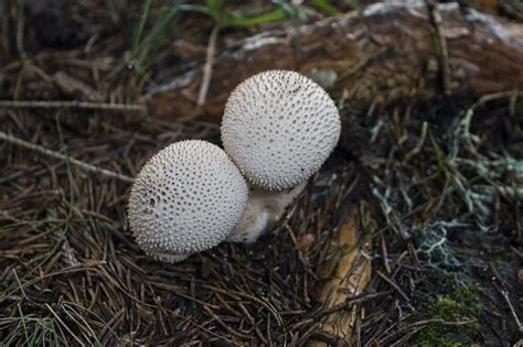 9 Most Common Edible Mushrooms In Maine Foragingguru