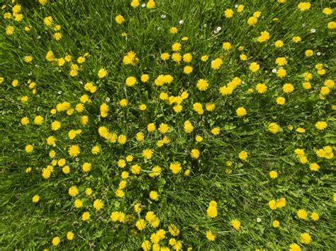 Meadow Full Of Yellow Flowers Of Dandelion Plants In Full Bloom Stock