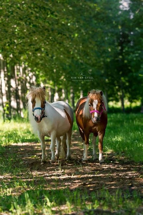 Two Ponies Standing In The Shade On A Sunny Day With Trees And Grass