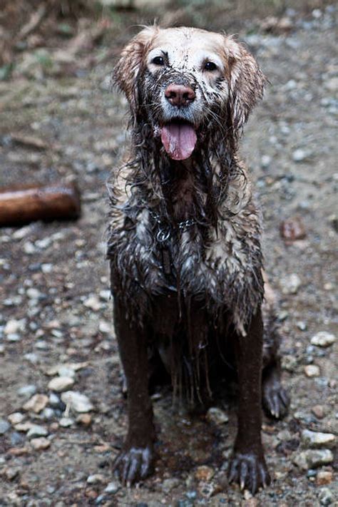 Upps 😊 Muddy Dog Dogs Golden Retriever Dog Stock Photo