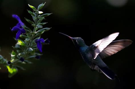Study Shows Hummingbirds Can See Colors That Humans Cant The