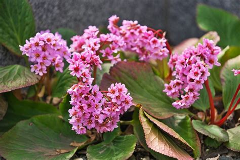 Growing New Bergenia Plants Learn How To Propagate Bergenias