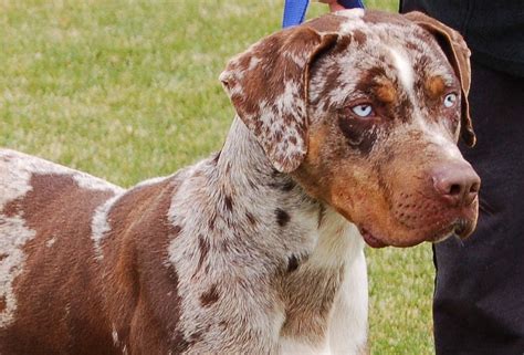 18 Catahoula Canine Breed Information Grazier Wallpapers