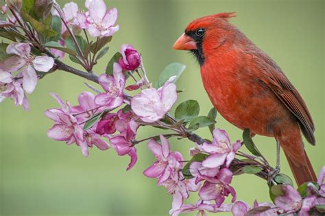 Download Flower Branch Cardinal Bird Animal Northern Cardinal Hd Wallpaper