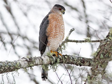 Coopers Hawk Ebird