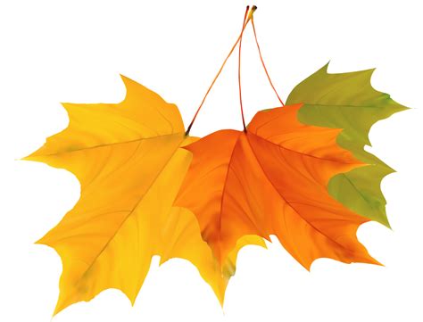 Fall clipart 5 leave, Fall 5 leave Transparent FREE for ...