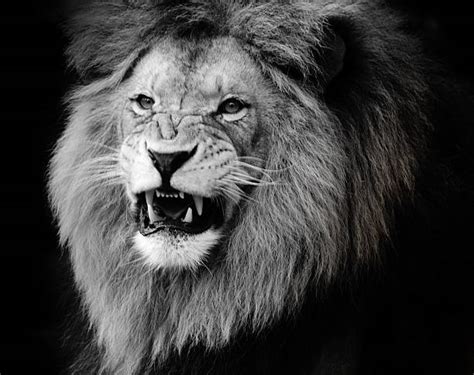Angry Lion Stock Photos Pictures And Royalty Free Images