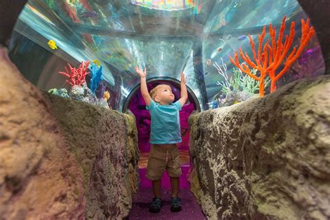 Sea Life And Madame Tussauds Now Open On The Go In Mco