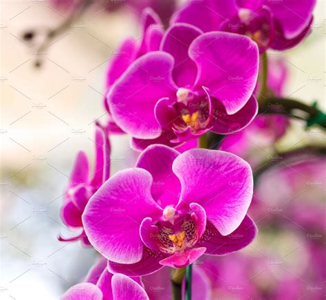 Pink Phalaenopsis Orchid Flower ~ Nature Photos ~ Creative Market