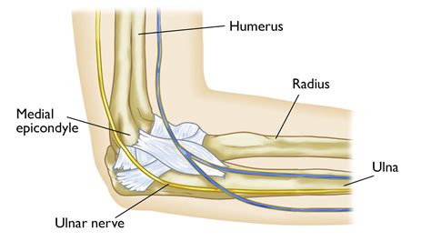 Ulnar Nerve Entrapment At The Elbow Cubital Tunnel Syndrome OrthoInfo AAOS