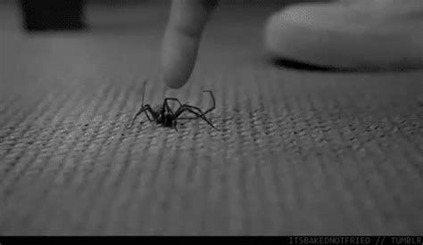 Awesome Animated Spider S At Best Animations