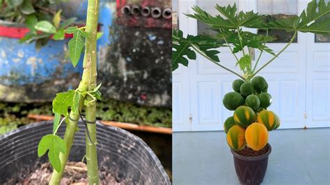 Papaya How To Graft A Male Papaya Tree Into A Female Papaya Tree Youtube