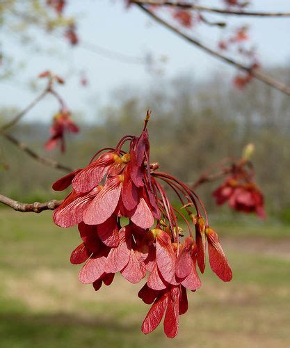 Red Maple Samaras Planting Flowers Pretty Flowers Sycamore Seed