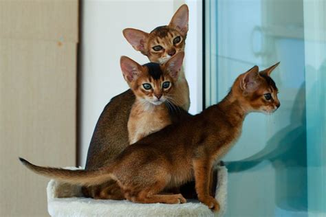 Maine Coon Vs Abyssinian Breed Comparison Mycatbreeds 47276 Hot Sex