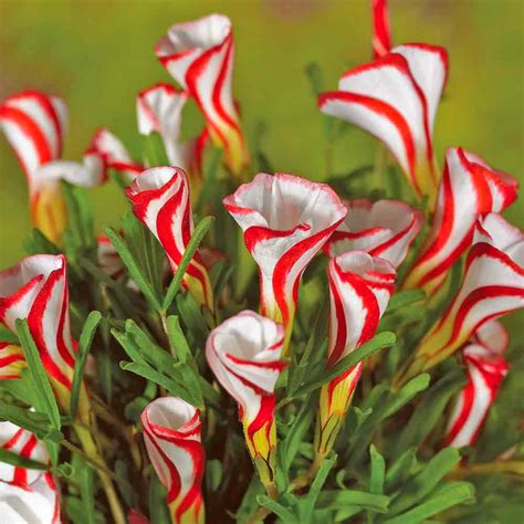 Inspirasi 50 Gambar Bunga Simple Dan Minimalis Gambar Bunga Tulip Imagesee