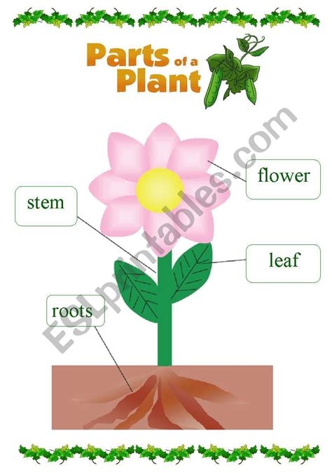 Parts Of A Plant Esl Worksheet By Grungetoro22