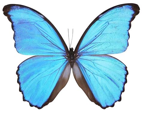 Morpho Didius A1 Giant Blue Morpho Butterflies Real Unmounted
