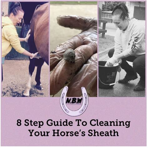 8 Step Guide To Cleaning Your Horses Sheath No Bucking Way Horse