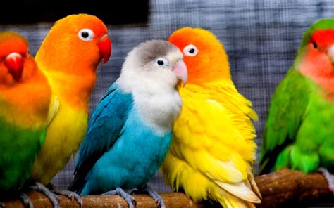 Colorful Parakeets Exotic Birds