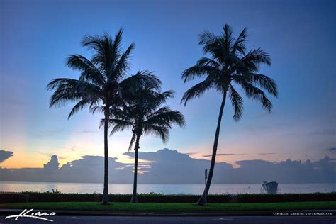 Coconut Tree At Palm Beach Island Wpb Royal Stock Photo
