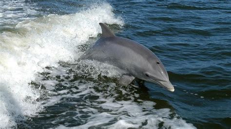 Fenomen Ciudat Delfinii Au Migrat Din Marea Neagră în Dunăre Video