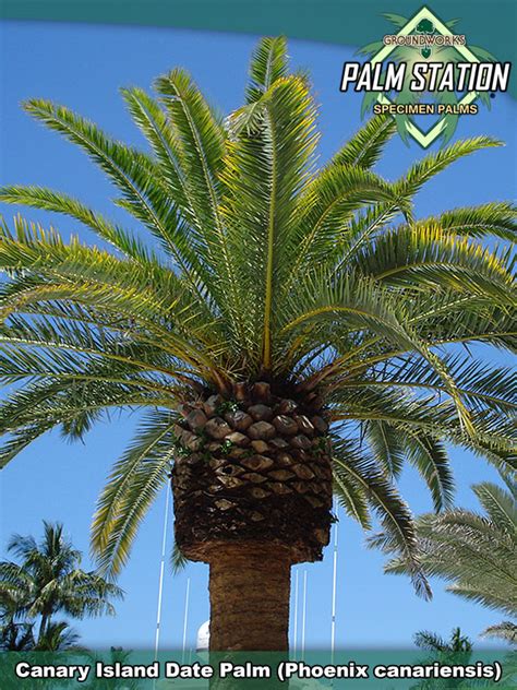Groundworks Canary Island Date Palm Tree