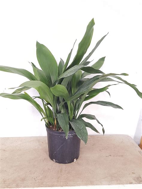 Buy Aspidistra Elatior Cast Iron Plant Free Shipping Over 100