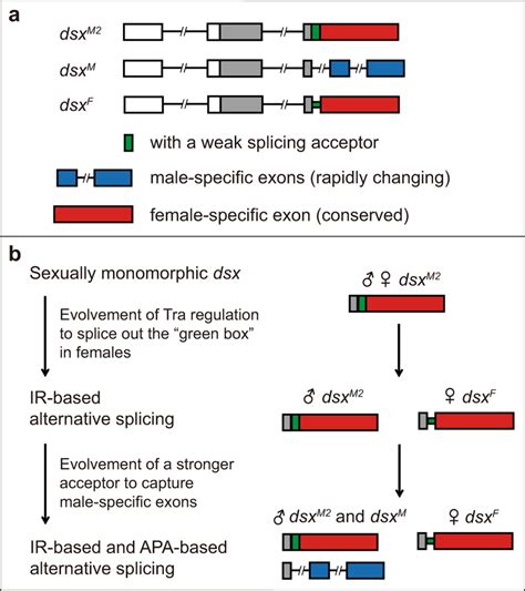 an evolutionary pathway of dsx alternative splicing underlying sexual download scientific