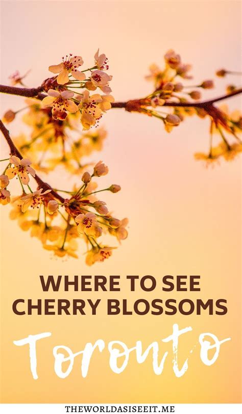 Looking For Cherry Blossoms In Ontario Here Are 10 Awesome Places To