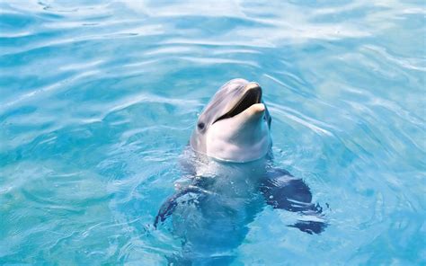 Free Dolphin Wallpapers For Desktop Wallpaper Cave