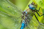 Free stock photo of close up, dragonfly, dragonfly close up
