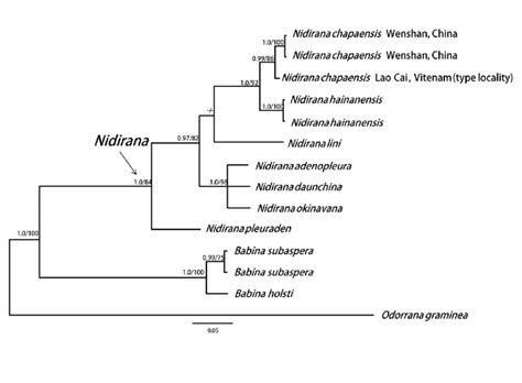 Bayesian Phylogenetic Tree Of The Genus Nidirana Inferred From A