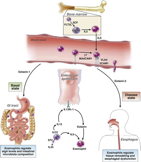 Molecular Genetic And Cellular Bases For Treating Eosinophilic