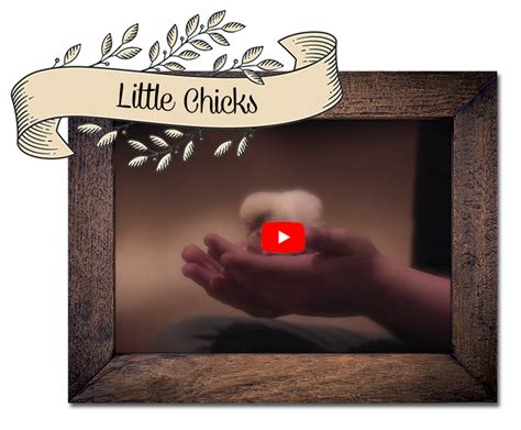 Little Chicks Video Cacklebean Eggs