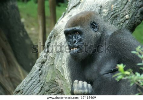 Western Lowland Female Gorilla Bronx Zoo Stock Photo 17415409