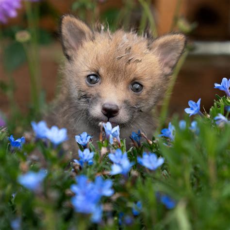 Fox Cub Playing In Flowers Reverythingfoxes