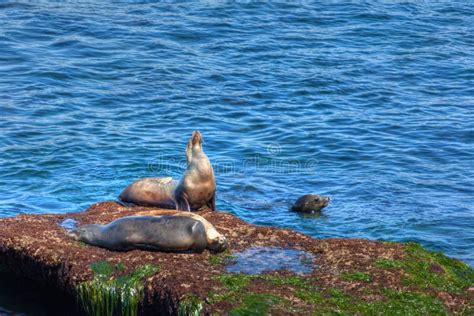 Sea Lions In The California Coast Of La Jolla Stock Image Image Of