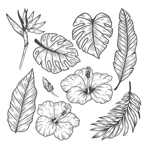 Free Vector Tropical Leaf And Flower Collection Drawings Leaf Drawing Flower Drawing