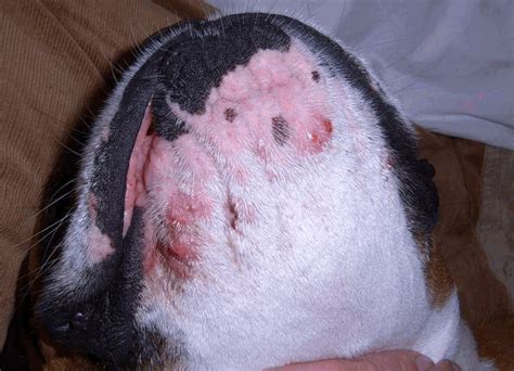 Boxer Acne Around Mouth And Chin Acne In Dogs