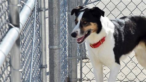 An Imperfect Shelter Dog Seeks A New Home In Idaho Idaho Statesman