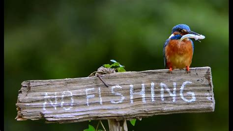 Kingfisher Bird Sitting On A No Fishing Sign Catches A
