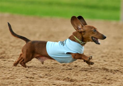 Get A Long Little Doggie At Wiener Dog Races