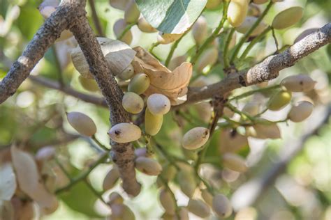 Pistachio Tree Ubicaciondepersonas Cdmx Gob Mx