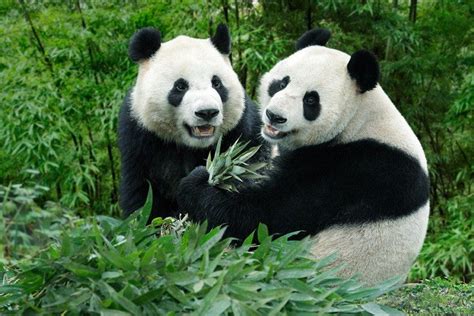 Giant Pandas Arrive At Singapore Zoo